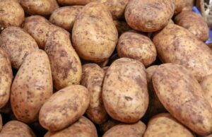 Γενετικό μυστικό αιώνων: Πώς η πατάτα δημιουργήθηκε από διασταύρωση με… ντομάτα