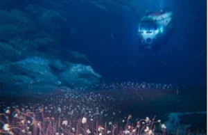 Εξωτικά πλάσματα ανακαλύφθηκαν στην τάφρο όπου συνέβη ο μεγα-σεισμός στη Ρωσία