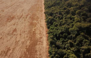 Νέα μελέτη δείχνει ότι το δάσος του Αμαζονίου μετατρέπεται σε ξηρή σαβάνα
