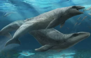 Ανακαλύφθηκε αρχαία φάλαινα «παραπλανητικά χαριτωμένη» αλλά τρομερός δολοφόνος των θαλασσών