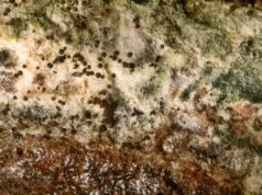 Τι είναι ο Ασπέργιλλος (Aspergillus), πόσο επικίνδυνη είναι η ασπεργίλλωση: Συμπτώματα και αντιμετώπιση