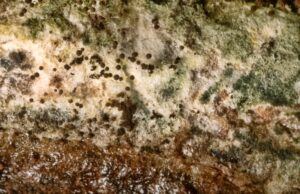 Τι είναι ο Ασπέργιλλος (Aspergillus), πόσο επικίνδυνη είναι η ασπεργίλλωση: Συμπτώματα και αντιμετώπιση