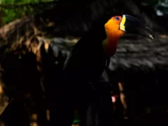 Οι ακραίες θερμοκρασίες λόγω της κλιματικής αλλαγής οδηγούν σε “συγκλονιστική” μείωση των τροπικών πτηνών, προειδοποιεί μελέτη