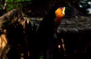 Οι ακραίες θερμοκρασίες λόγω της κλιματικής αλλαγής οδηγούν σε “συγκλονιστική” μείωση των τροπικών πτηνών, προειδοποιεί μελέτη