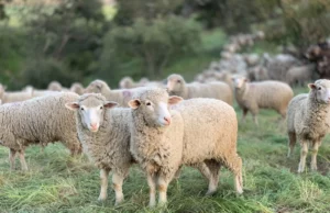 Το μαλλί των προβάτων μπορεί να διορθώσει τις βλάβες στα δόντια μας