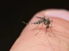 Οι υγειονομικές αρχές της ΕΕ προειδοποιούν ότι οι ασθένειες που μεταδίδονται από κουνούπια βρίσκονται σε επίπεδα ρεκόρ