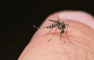 Οι υγειονομικές αρχές της ΕΕ προειδοποιούν ότι οι ασθένειες που μεταδίδονται από κουνούπια βρίσκονται σε επίπεδα ρεκόρ
