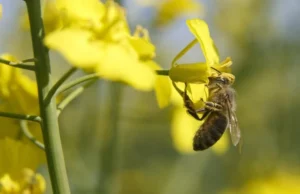 Επιστήμονες βρήκαν την υπερτροφή που θα σώσει τις μέλισσες