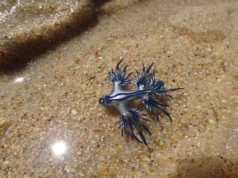 Οι «μπλε δράκοι» κλείνουν άρον άρον παραλίες στην Ισπανία – «Παραλύει θηράματα 300 φορές μεγαλύτερα από το μέγεθός του»