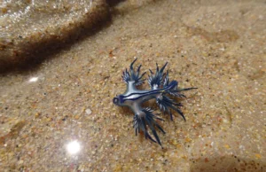 Οι «μπλε δράκοι» κλείνουν άρον άρον παραλίες στην Ισπανία – «Παραλύει θηράματα 300 φορές μεγαλύτερα από το μέγεθός του»