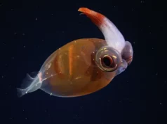 Διάφανο καλαμάρι και πλάσματα «φαντάσματα» εντοπίστηκαν σε υποθαλάσσιο φαράγγι