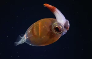 Διάφανο καλαμάρι και πλάσματα «φαντάσματα» εντοπίστηκαν σε υποθαλάσσιο φαράγγι