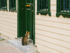 Αυτοί είναι οι λόγοι που οι γάτες μισούν τις κλειστές πόρτες
