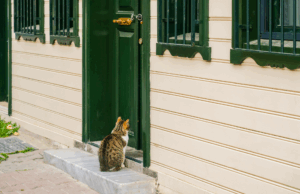 Αυτοί είναι οι λόγοι που οι γάτες μισούν τις κλειστές πόρτες