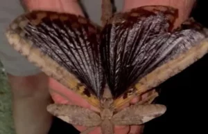 Επιστήμονες στην Αυστραλία ανακάλυψαν ίσως το βαρύτερο έντομο στη χώρα