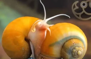 Ερευνητές «αποκωδικοποιούν» το σαλιγκάρι που αναγεννά τα μάτια του για να βοηθήσουν ανθρώπους με σοβαρά προβλήματα όρασης