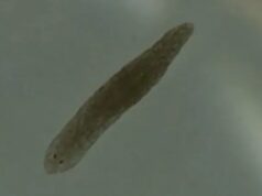 Μικροσκοπικά σκουλήκια θα μπορούσαν να «βοηθήσουν» στη θεραπεία της σχιζοφρένειας