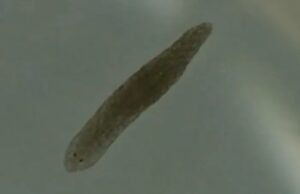 Μικροσκοπικά σκουλήκια θα μπορούσαν να «βοηθήσουν» στη θεραπεία της σχιζοφρένειας