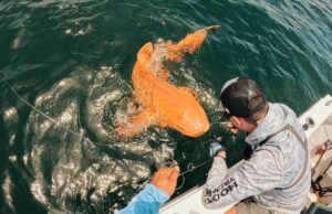 Εκπληκτικός πορτοκαλί καρχαρίας εντοπίστηκε στην Κόστα Ρίκα