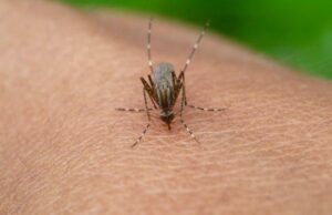 Ιός Δυτικού Νείλου: 8 νέα κρούσματα και 2 θάνατοι την τελευταία εβδομάδα