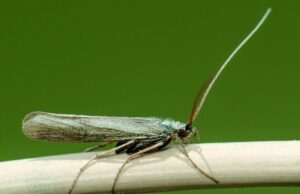 Kissing Bugs: Τα έντομα που «φιλούν» και φέρνουν θάνατο εξαπλώνονται στις ΗΠΑ