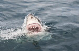 Ερευνητές βρήκαν υλικά για στολές προστασίας από επιθέσεις καρχαριών για δύτες και σέρφερ