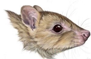 Εντοπίστηκαν ευρήματα άγνωστου είδους μαρσιποφόρου στην Αυστραλία το οποίο όμως ίσως έχει εξαφανιστεί