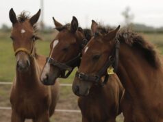 Ιδού τα πρώτα άλογα γονιδιακής επεξεργασίας