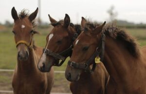Ιδού τα πρώτα άλογα γονιδιακής επεξεργασίας