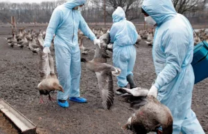 Η γρίπη των πτηνών εξαπλώνεται σε όλη την Ισπανία, νέο κρούσμα εντοπίστηκε στην Καστίλλη-Λα Μάντσα