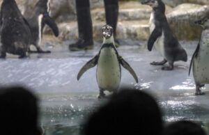 Κινδυνεύουν οι πιγκουίνοι από τη μεταφορά πετρελαίου