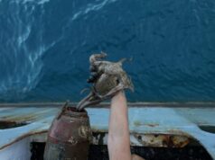 Χταπόδια: Η παράνομη υπεραλίευση τους απειλεί τα ελληνικά θαλάσσια οικοσυστήματα