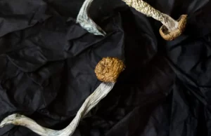 Ηνωμένο Βασίλειο: Η ψυχεδελική ιατρική είναι υποσχόμενη αλλά δεν είναι έτοιμη για ασθενείς