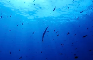 Οξίνιση των ωκεανών: Νέο «καμπανάκι» για την υγεία του πλανήτη – 7 από τα 9 όρια της Γης έχουν ξεπεραστεί