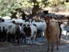 Οριακή η κατάσταση με την ευλογιά των αιγοπροβάτων στην Ελλάδα – Κίνδυνος lockdown