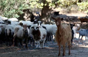 Οριακή η κατάσταση με την ευλογιά των αιγοπροβάτων στην Ελλάδα – Κίνδυνος lockdown