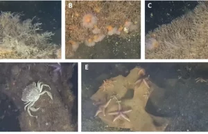 Βαλτική Θάλασσα: θαλάσσια ζωή ευδοκιμεί σε εκρηκτικά του Β’ Παγκοσμίου Πολέμου