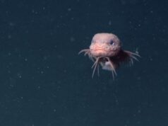 Καταγράφηκε σε βίντεο άγνωστο εξωτικό ψάρι της αβύσσου