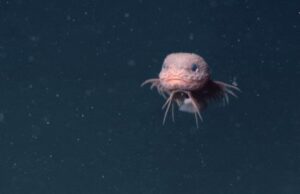 Καταγράφηκε σε βίντεο άγνωστο εξωτικό ψάρι της αβύσσου