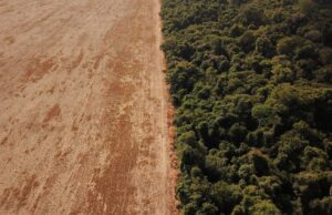 Βραζιλία: Ο Αμαζόνιος συρρικνώθηκε κατά μία… Ισπανία