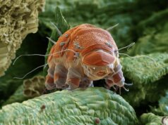 Τα βραδύπορα, «αρκουδάκια του νερού», αποδεικνύουν ότι η φύση κρύβει ακόμη μυστικά που ξεπερνούν κάθε ανθρώπινη φαντασία