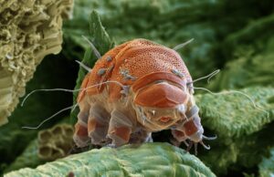 Τα βραδύπορα, «αρκουδάκια του νερού», αποδεικνύουν ότι η φύση κρύβει ακόμη μυστικά που ξεπερνούν κάθε ανθρώπινη φαντασία