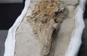 Ανακαλύφθηκε απολίθωμα δελφινιού ηλικίας 12 εκατ. ετών σε έρημο του Περού