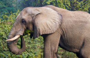 24 χρόνια απόλυτης μοναξιάς και ένα τέλος που συγκλονίζει: Ήταν ο μοναδικός αφρικανικός ελέφαντας στο Δελχί