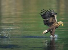 Ο θαλασσαετός επιστρέφει στη Βρετανία μετά από 240 χρόνια