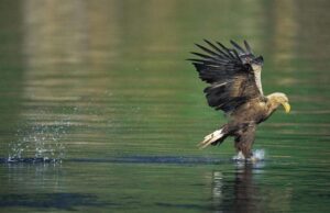 Ο θαλασσαετός επιστρέφει στη Βρετανία μετά από 240 χρόνια