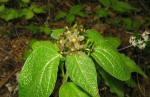 «Πονηρό» φυτό μιμείται ελκυστικές σε επικονιαστές οσμές