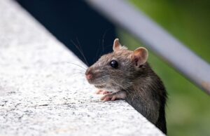 «Αρουρμαγεδδών»: Ποντίκια χωρίς φρένο – Γιατί πολλαπλασιάζονται στις μεγάλες πόλεις ανά τον κόσμο