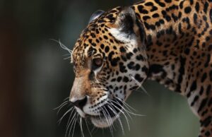 Τα τζάγκουαρ του Μεξικού κερδίζουν το «στοίχημα» της επιβίωσης