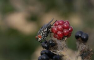 Fruit Fly Killers: Η νέα βιολογική άμυνα της Ευρώπης – Πώς τα στείρα έντομα θα σώσουν τη γεωργία